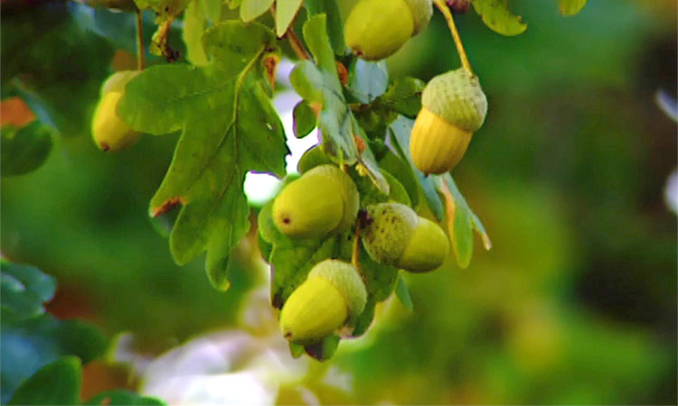 Dissémination des semences - Chêne, Hêtre, Marronnier
